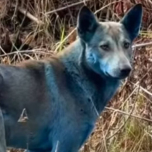Câinii cu blana albastră, o raritate în zona abandonată Cernobîl