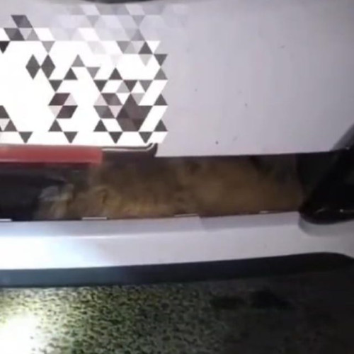 Pompierii din Botoșani au salvat un câine prins între radiator și bara unei mașini