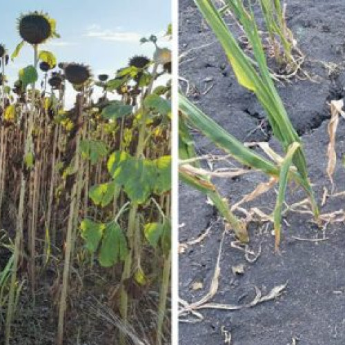 Un anunț important de la N. Dumitrescu