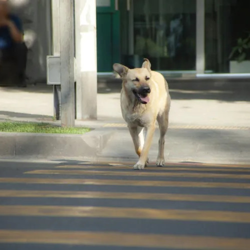 Locuitorii de pe Valea Seacă, speriați de doi câini agresivi lăsați liberi
