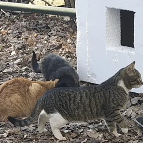 Locatarii unui bloc din Cluj-Napoca se plâng de carne crudă aruncată pe spațiul verde