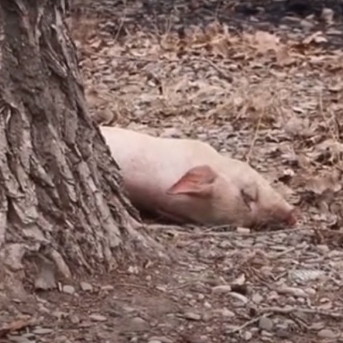 Porc mort cu pestă porcină africană găsit pe câmp în județul Botoșani