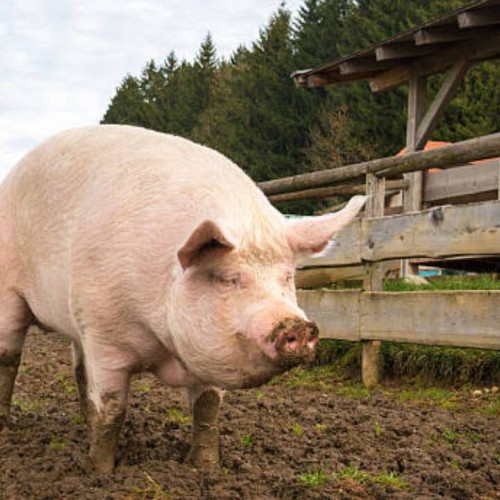 Porcul din comuna Durnești a murit din cauza pestei porcine africane