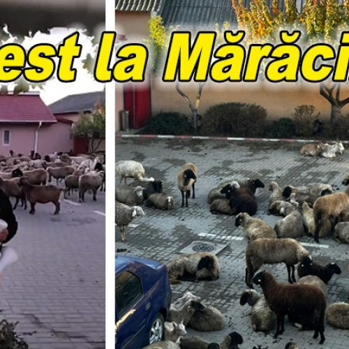 Fermier din Mărăcineni protestează cu animalele în curtea primăriei