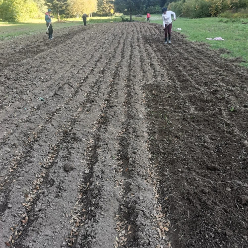 Direcția Silvică Gorj continuă lucrările de toamnă în pepiniera Chihaia