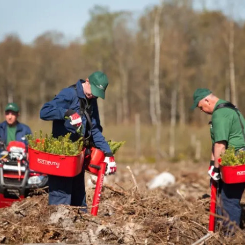 Campanie de plantare de arbori în comuna Apahida, sâmbătă 8 noiembrie