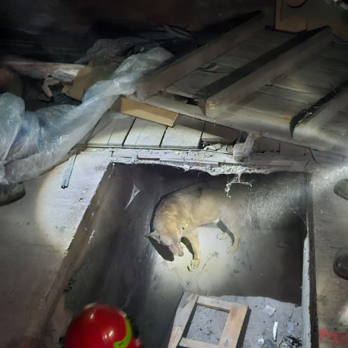 Câine salvat dintr-un beci al unei clădiri dezafectate din Piatra-Neamț