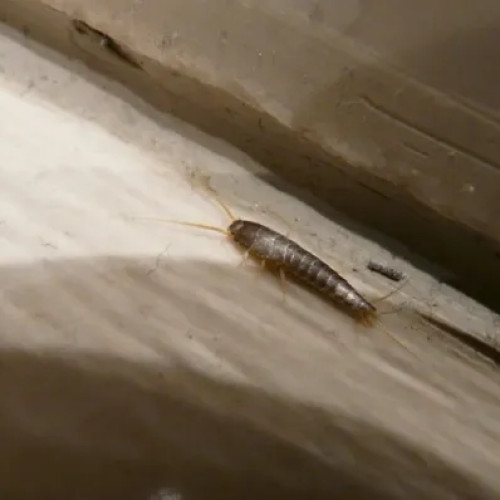 Locuitorii din Cluj-Napoca se confruntă cu infestarea cu peștișorul de argint