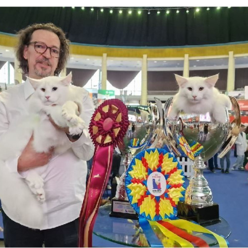 Wild Forest’s Nordri, cel mai frumos motan al anului 2025, aduce un nou premiu României