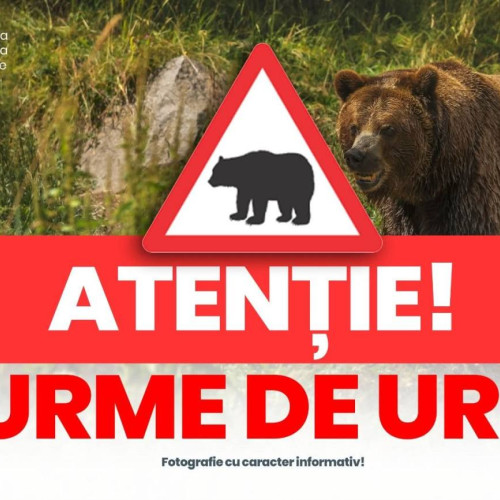 Primăria Vulcana-Pandele avertizează asupra prezenței urșilor în păduri