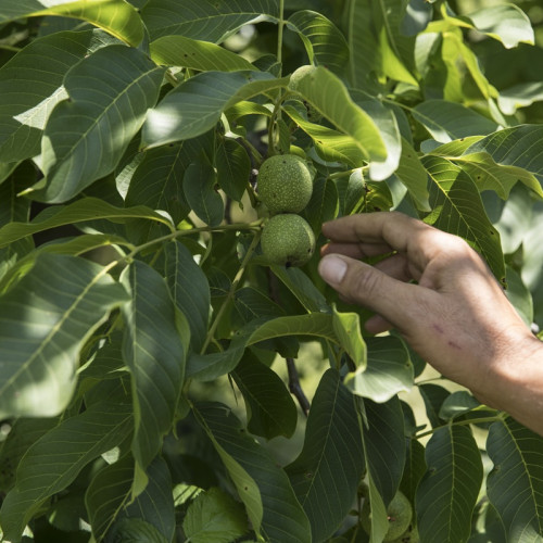 Solicitare pentru acordul de mediu privind o plantație ecologică de nuc la Mircea Vodă