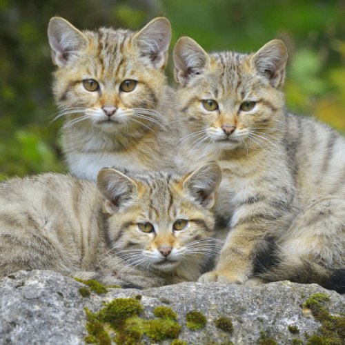 Trei pui de pisică sălbatică jucându-se în pădurea din Ocolul Silvic Marginea