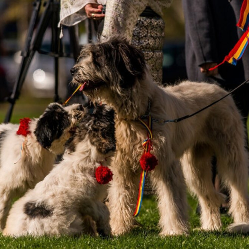 Senatul promite protejarea ciobăneștilor românești la gala din București