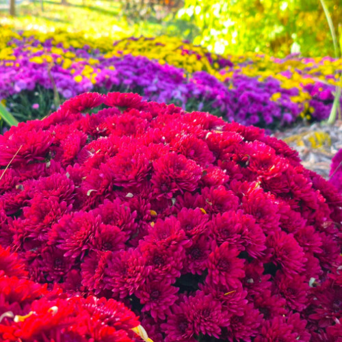 Expoziția „Regina Toamnei, Crizantema”, la Grădina Botanică din Galați