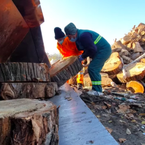 Amenzi majorate pentru tăierea ilegală a copacilor și noi restricții în parcurile din București