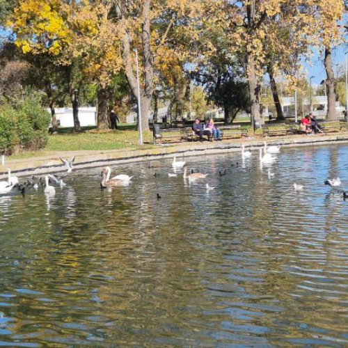 Lebedele atrag admirația vizitatorilor pe luciul apei în natură