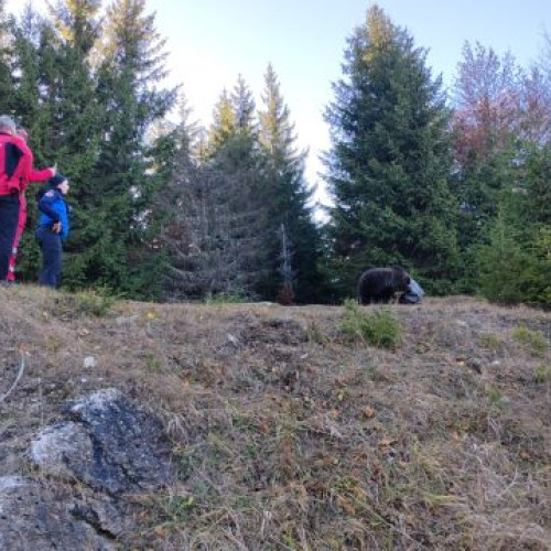 Pui de urs salvat după ce a rămas blocat într-o găleată metalică în Poiana Brașov