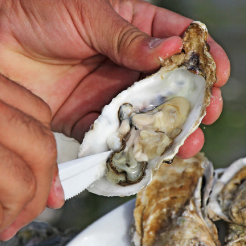 Primele stridii din Marea Neagră ajung în restaurantele românești din sezonul viitor
