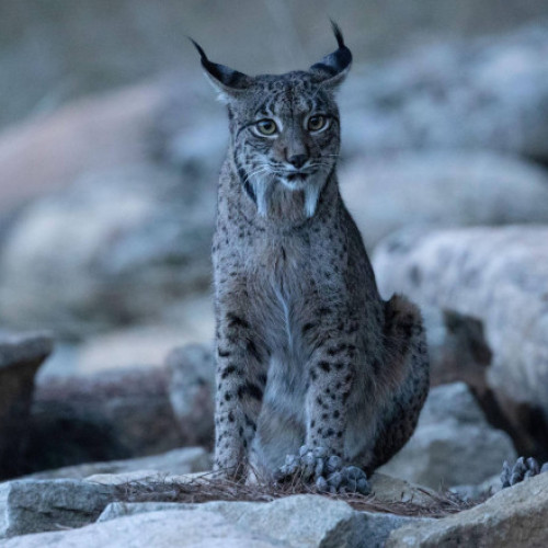 Un râs iberic alb, surprins în sudul Spaniei, atrage atenția cercetătorilor