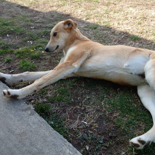 Un suflet blând caută o familie iubitoare după rătăcirea de la Revelion