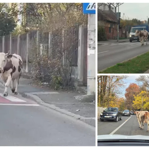O vacă face senzație în Cluj cu modul său original de a traversa orașul