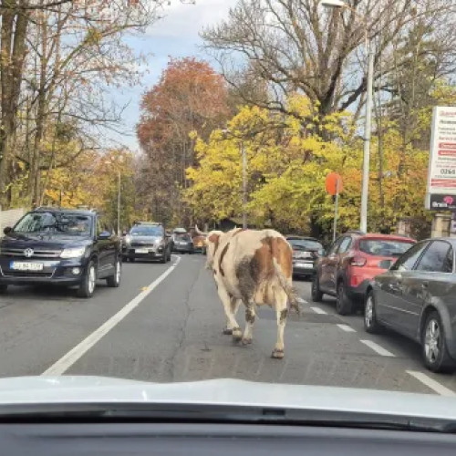 O vacă a fost surprinsă plimbându-se printre mașini pe strada Republicii