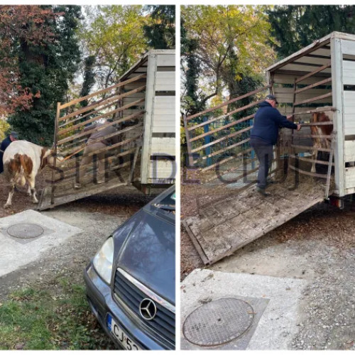 O vacă a fost găsită pe strada Republicii după ce a străbătut mai multe artere din Cluj-Napoca