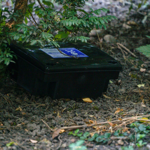 Începe campania de deratizare și tratamente fitosanitare în Brașov