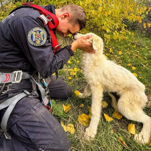 Cățelușă salvată dintr-o fântână secată de pompieri și alpiniști
