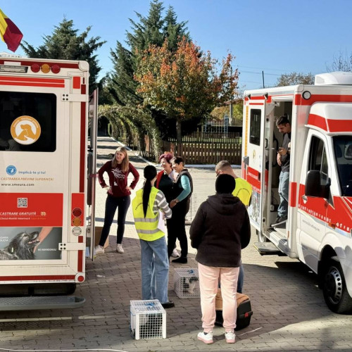 50 de animale fără stăpân au fost sterilizate gratuit în Aninoasa