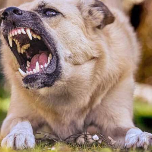 Turbarea confirmată la o bovină în Vlădiceni, declanșând campanie de vaccinare