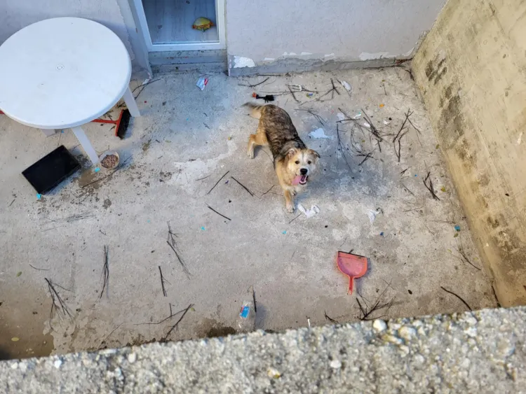 Cățel mic din Cluj, abandonat pe balcon, caută iubire și ajutor