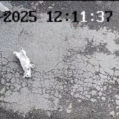 Clujean din Gherla denunță neglijarea animalelor de companie și zgomotul asociat