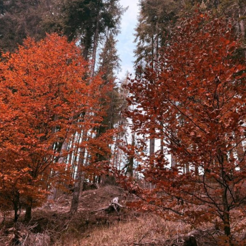 Prognoza meteorologică pentru noiembrie indică temperaturi peste medie și precipitații variabile