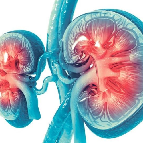 O mutație genetică declanșează o inflamație autoimună severă a rinichilor