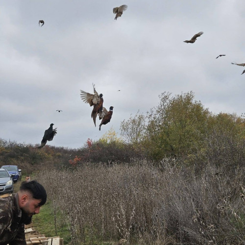Direcția Silvică Dâmbovița a eliberat 500 de fazani în fondurile cinegetice