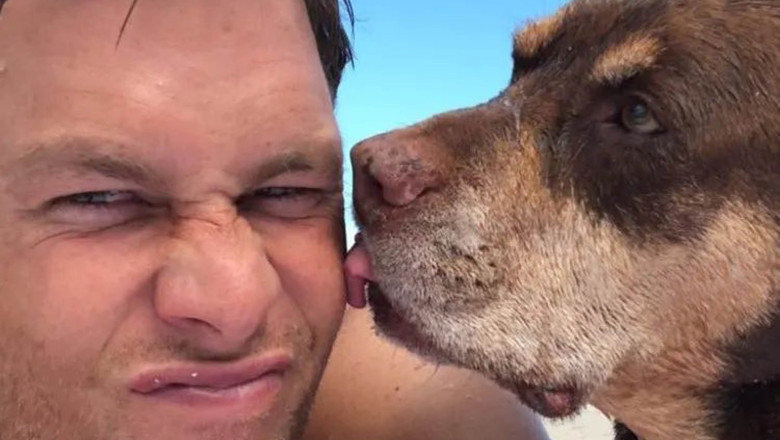 Tom Brady trăieşte cu câinele său clonat după moartea lui Lua