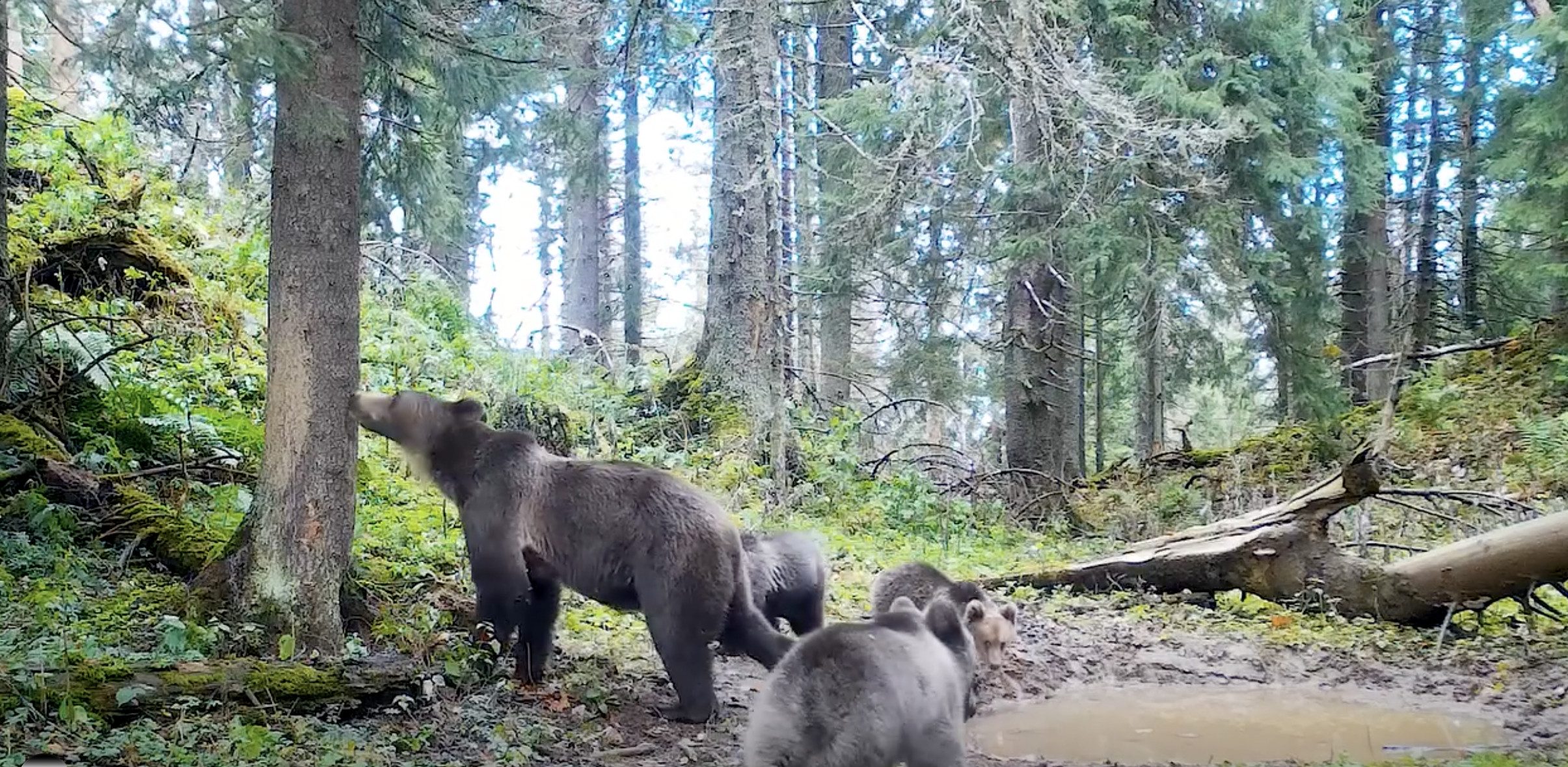 Guvernul autorizează împușcarea urșilor agresivi în localități și alocă fonduri pentru intervenții