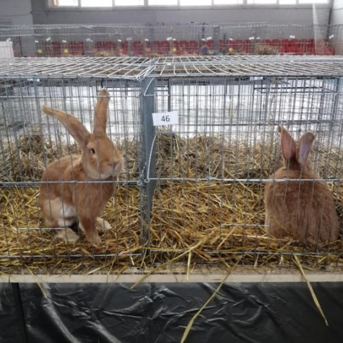 Comisia Europeană pregătește o nouă legislație pentru bunăstarea animalelor de fermă