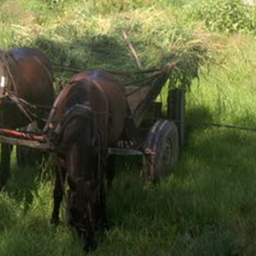 Poliția din Târgu Lăpuș a identificat și recuperat lucerna furată