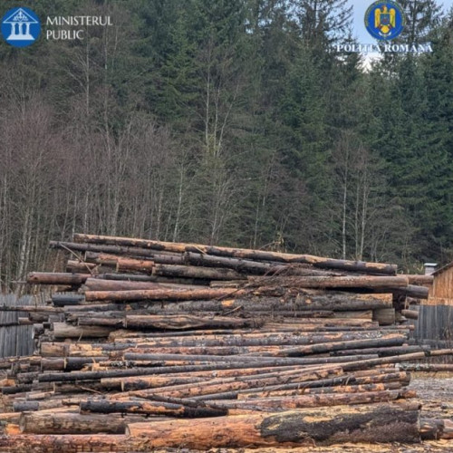 Două persoane reținute în Maramureș pentru tăiere ilegală de arbori