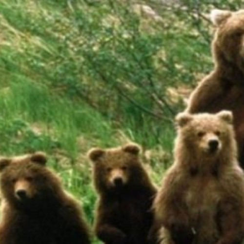 Guvernul a adoptat ordonanța care sancționează hrănirea urșilor în orașe