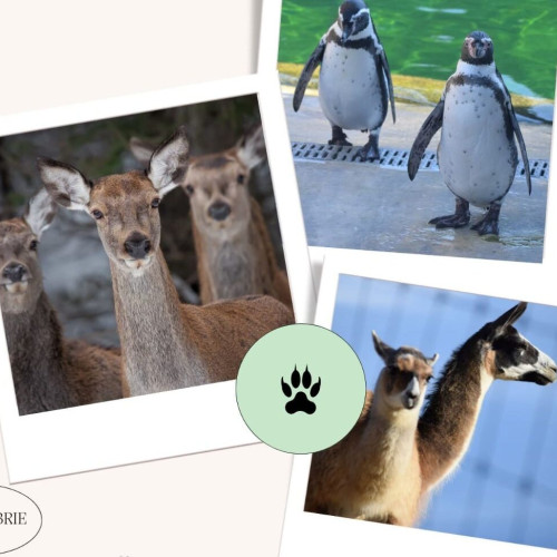 Zi dedicată relației dintre om și animal la Grădina Zoologică Brașov