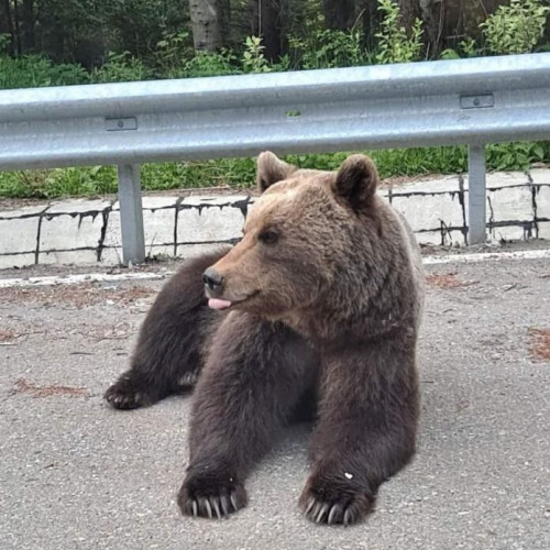 Urșii periculoși din zonele locuite vor fi împușcați fără proceduri prealabile