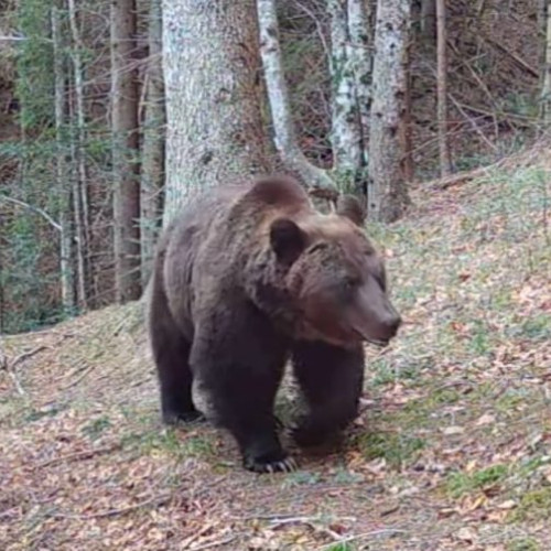 Guvernul introduce noi reguli pentru gestionarea urșilor în localități