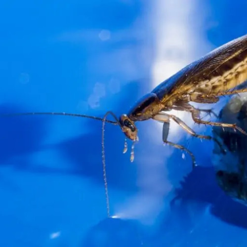 România, un corp social afectat de o invazie a parazitismului moral