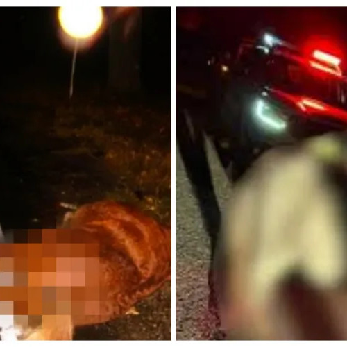 Un cal nesupravegheat a provocat un accident în județul Cluj