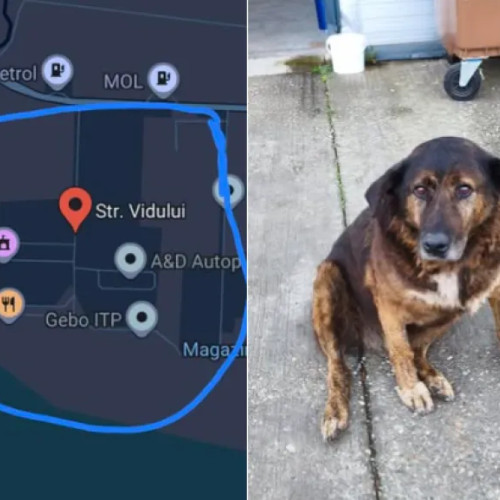 Comunitatea din Cluj caută un câine orb și bolnav dispărut de aproape trei zile