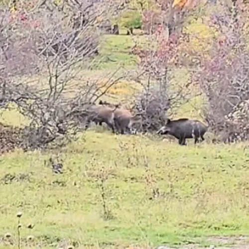 O turmă de mistreți a fost filmată în livada din Becaș, Cluj-Napoca