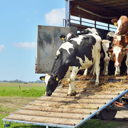 România, lider în exporturile europene de cereale și animale vii în 2025